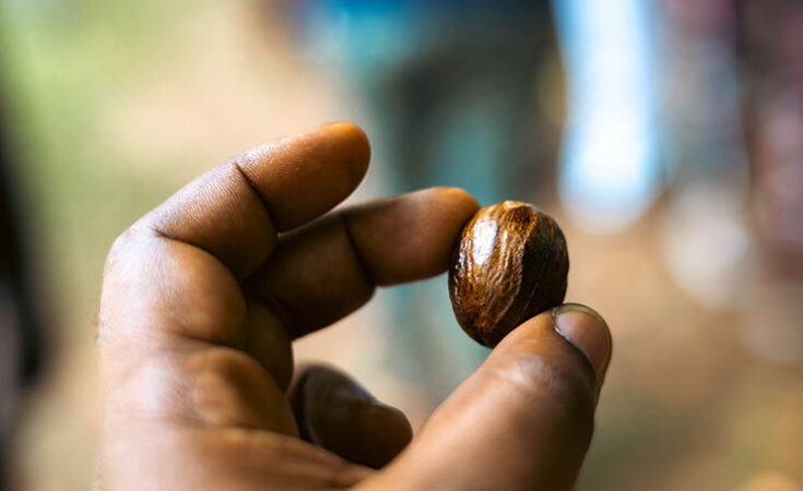 cocoa-nut